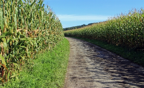 Nature grass road field Photo