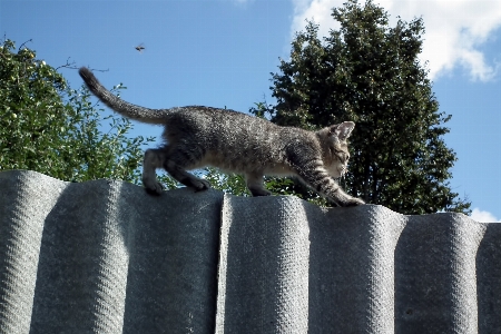 Foto Cerca bicho de estimação gatinho gato