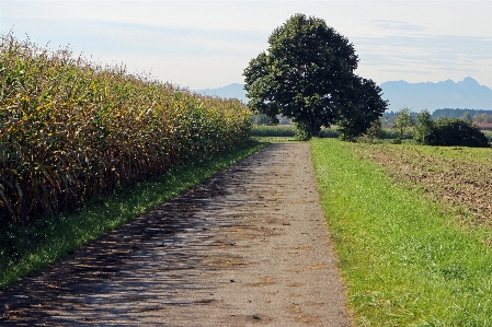 Tree grass plant road Photo