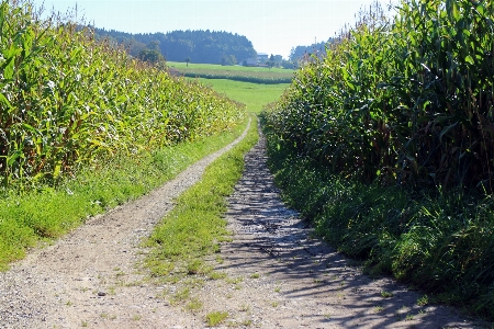 Nature grass trail field Photo