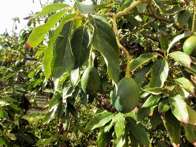 Tree nature plant fruit Photo