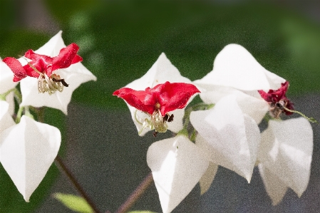 Blossom plant white flower Photo