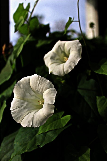 Nature blossom plant white