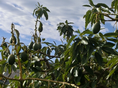 Tree nature branch plant Photo