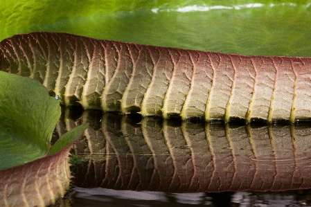 Water nature plant leaf Photo