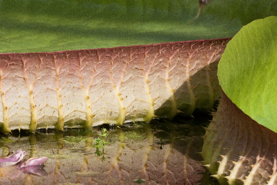 Woda natura liść jezioro