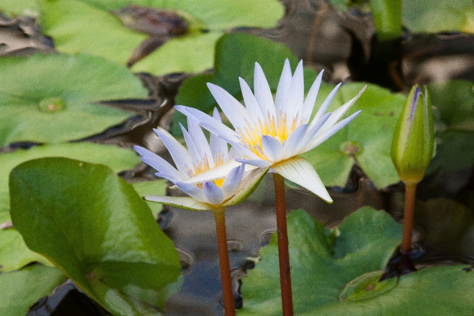 Agua naturaleza florecer planta