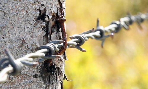 Tree branch fence barbed wire Photo