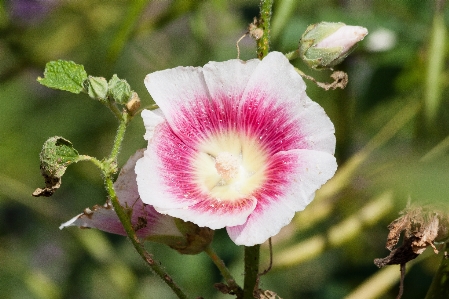 Nature blossom plant white Photo