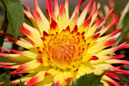 Blossom plant flower petal Photo