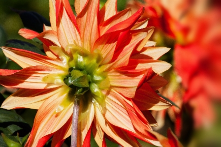 Blossom plant flower petal Photo