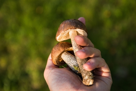 Hand nature forest grass Photo