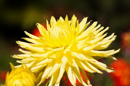 Blossom plant flower petal Photo