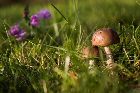 Foto Alam hutan rumput tanaman