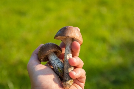 Foto Bosque fauna silvestre otoño