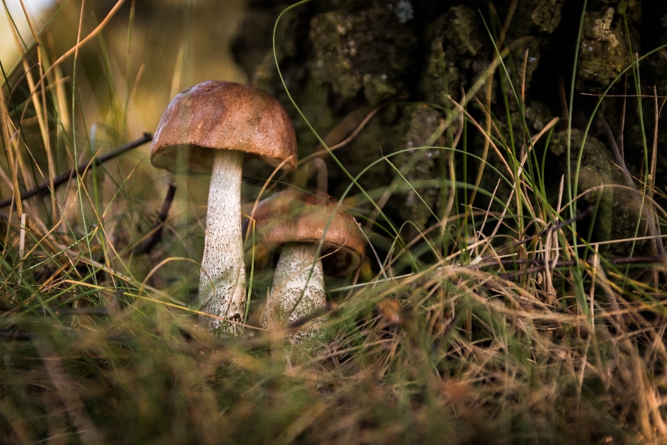 Nature forêt herbe faune