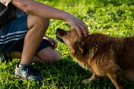 Photo Homme herbe pelouse chiot