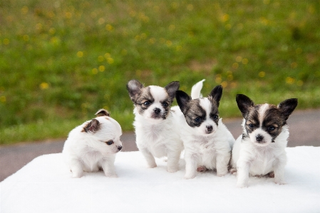 Beyaz köpek yavrusu sevimli Fotoğraf