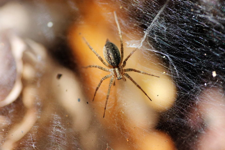 Photography spiderweb insect closeup