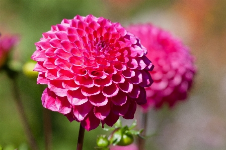 Blossom plant flower petal Photo