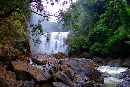 Water nature forest rock Photo