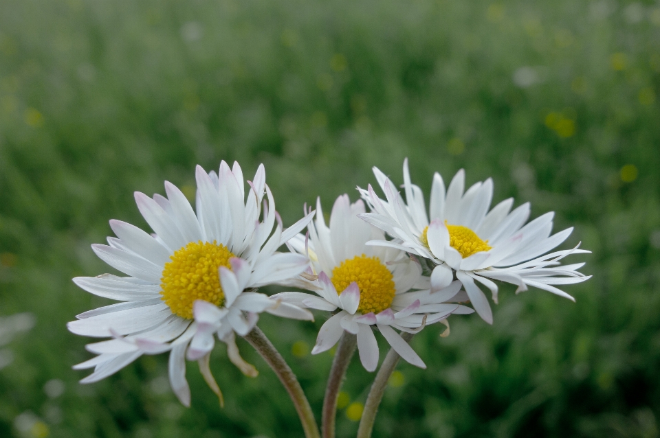 Nature herbe usine champ