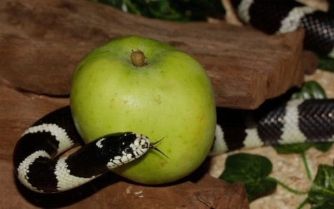 Apple 黒と白
 植物 フルーツ 写真