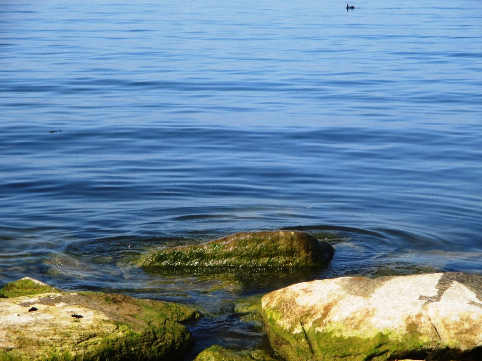 Meer küste wasser rock