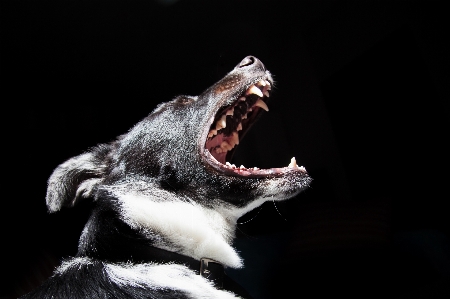 Foto Anjing satwa kulit pohon peliharaan