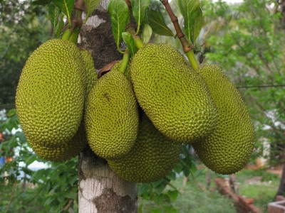 Nature plant fruit food Photo