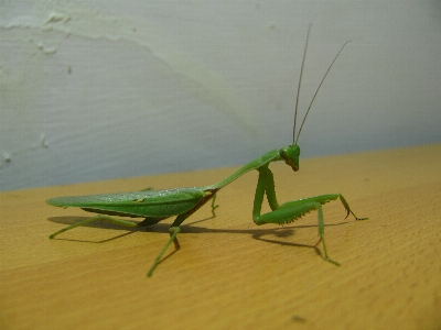 Nature wing antenna green Photo