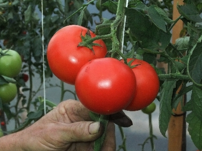 Anlage frucht blume essen Foto