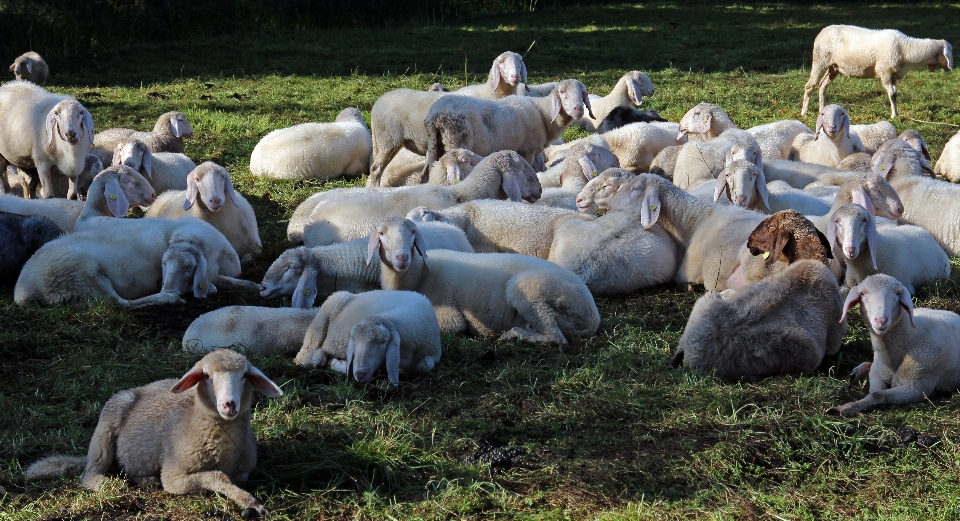 Group farm flock herd