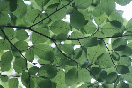 Foto Albero natura ramo pianta