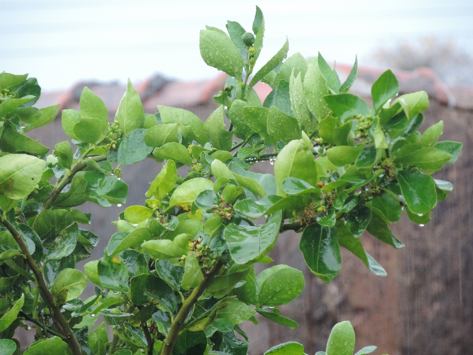 Arbre bifurquer usine fruit