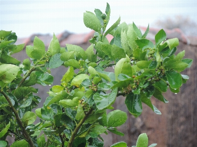 Tree branch plant fruit Photo