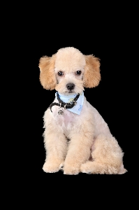 Puppy dog mammal poodle Photo