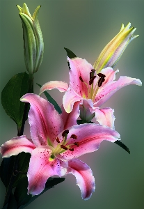 Nature blossom plant leaf Photo