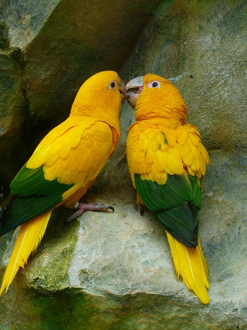 Burung sayap margasatwa cinta