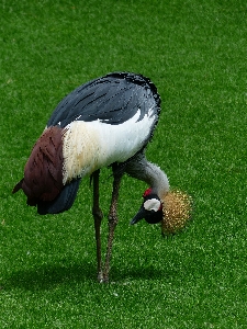 Grass bird wing wildlife Photo