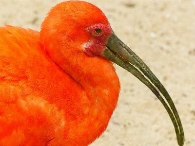 Vogel flügel orange rot Foto