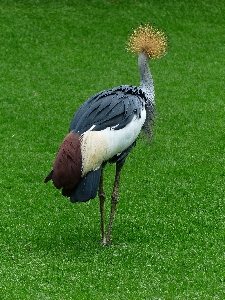 Grass bird wing wildlife Photo