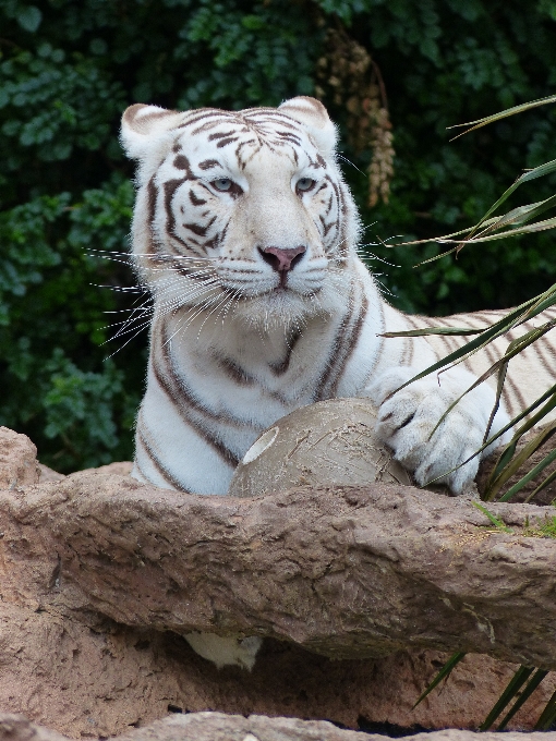 Mirar blanco recreación fauna silvestre