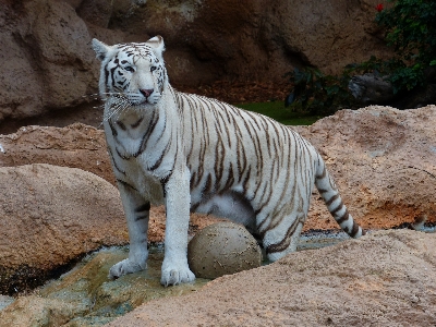 Foto Putih margasatwa kebun binatang kucing