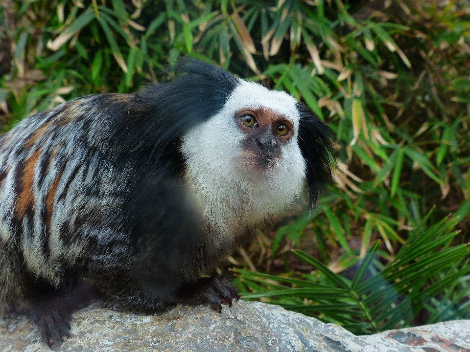 Niedlich tierwelt zoo klein