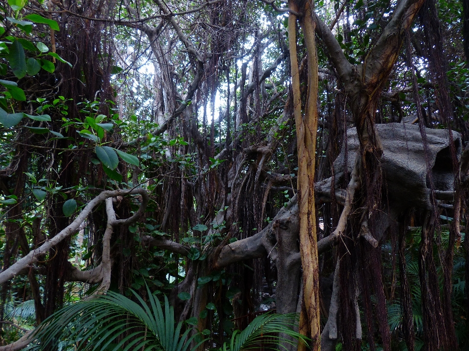 Pohon alam hutan rawa