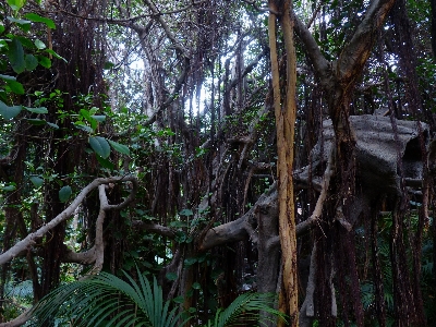 Baum natur wald sumpf Foto