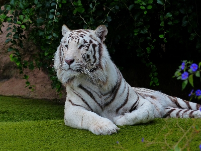 Foto Branco animais selvagens jardim zoológico gato