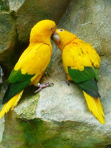 鳥 羽 野生動物 愛 写真