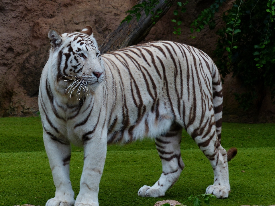 White wildlife zoo cat